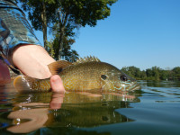 “Troutsgiving” Starts This Week | Lake Monticello Receives Forage Fish Stocking