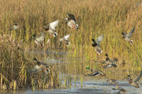 AGFC Asks Boaters to Carefully Clean Their Boats Before Waterfowl Season Opens in December