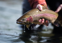 The AGFC is Still Stocking Arkansas Lakes with Trout for Winter Fishing Season