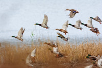 The 5th Arkansas Duck Derby Beckons