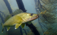 Bank on Walleye During Spawning Season