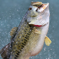 Dave Wolak: Fishing Bass, Not All Shade Created Equally