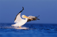  AGFC Plants “Golden Tickets” Among Trout Stocks | American White Pelicans Visiting for the Winter