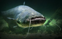 How to Do Well During This Arkansas Catfish Derby Season
