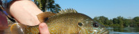 “Troutsgiving” Starts This Week | Lake Monticello Receives Forage Fish Stocking