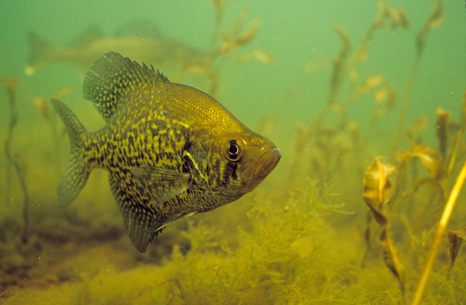 Sonar Study Shows Reveals Little Harm to Crappie Populations