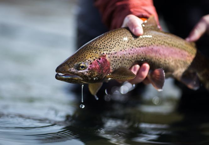 The AGFC is Still Stocking Arkansas Lakes with Trout for Winter Fishing Season