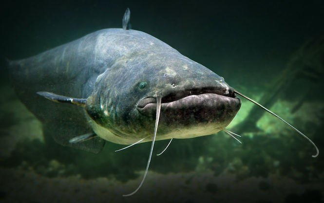 How to Do Well During This Arkansas Catfish Derby Season